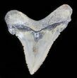Bargain Angustidens Tooth - Megalodon Ancestor #30218-1
